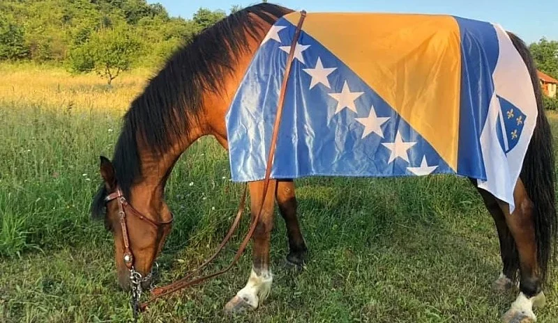 Bosanski arapski konj zvanično priznat kao pasmina, spriječeno da ga drugi “prisvoje”