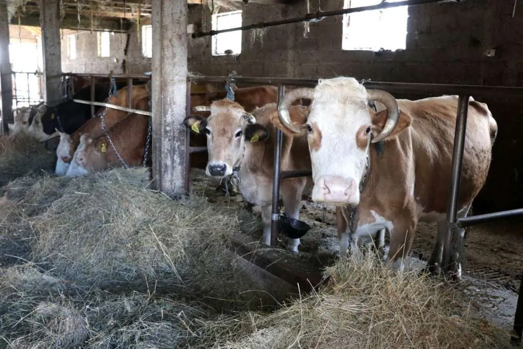 USK proizvodi više od 30 posto mlijeka u FBiH, pad otkupnih cijena ugrožava farmere